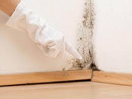 Professional Mold Prevention & Removal  in Belmont, MS